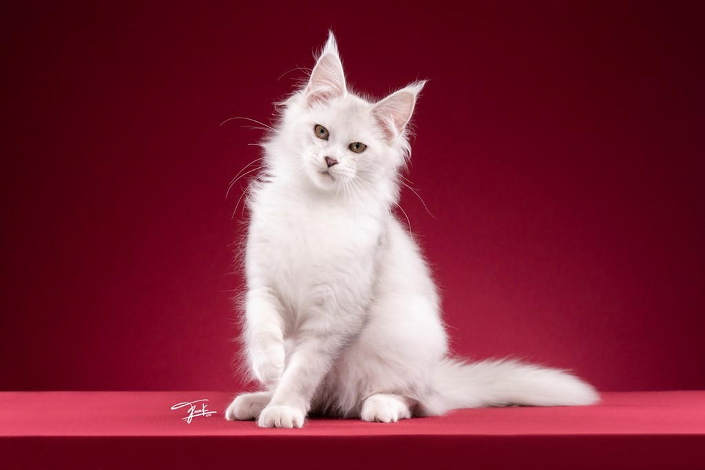 maine coon kittens for sale bangkok thailand friendly inquisitive