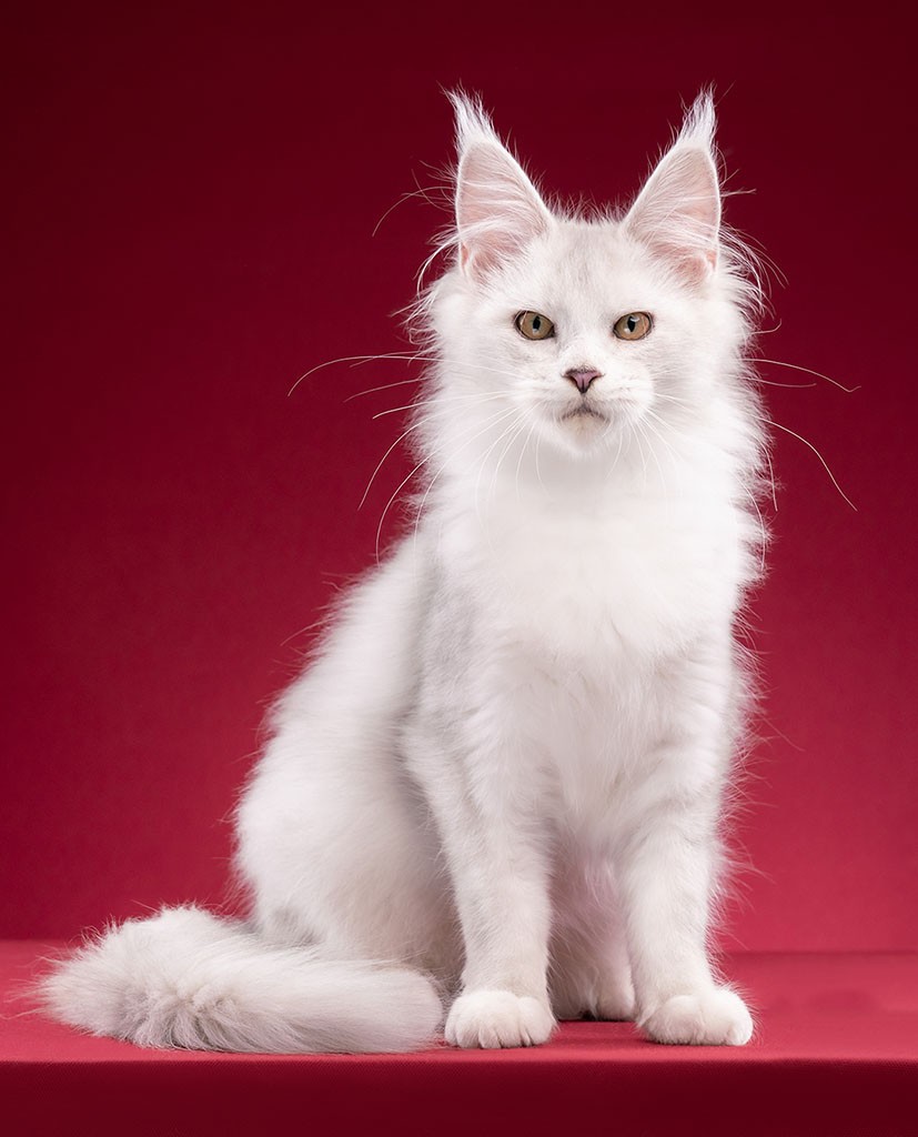 maine coon thailand cattery kittens cats white bangkok sale