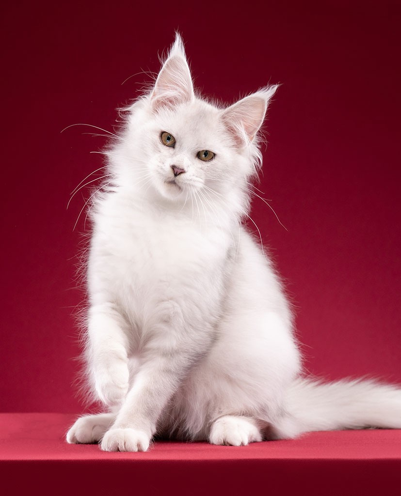 maine coon thailand cattery kittens tail whitecats bangkok sale