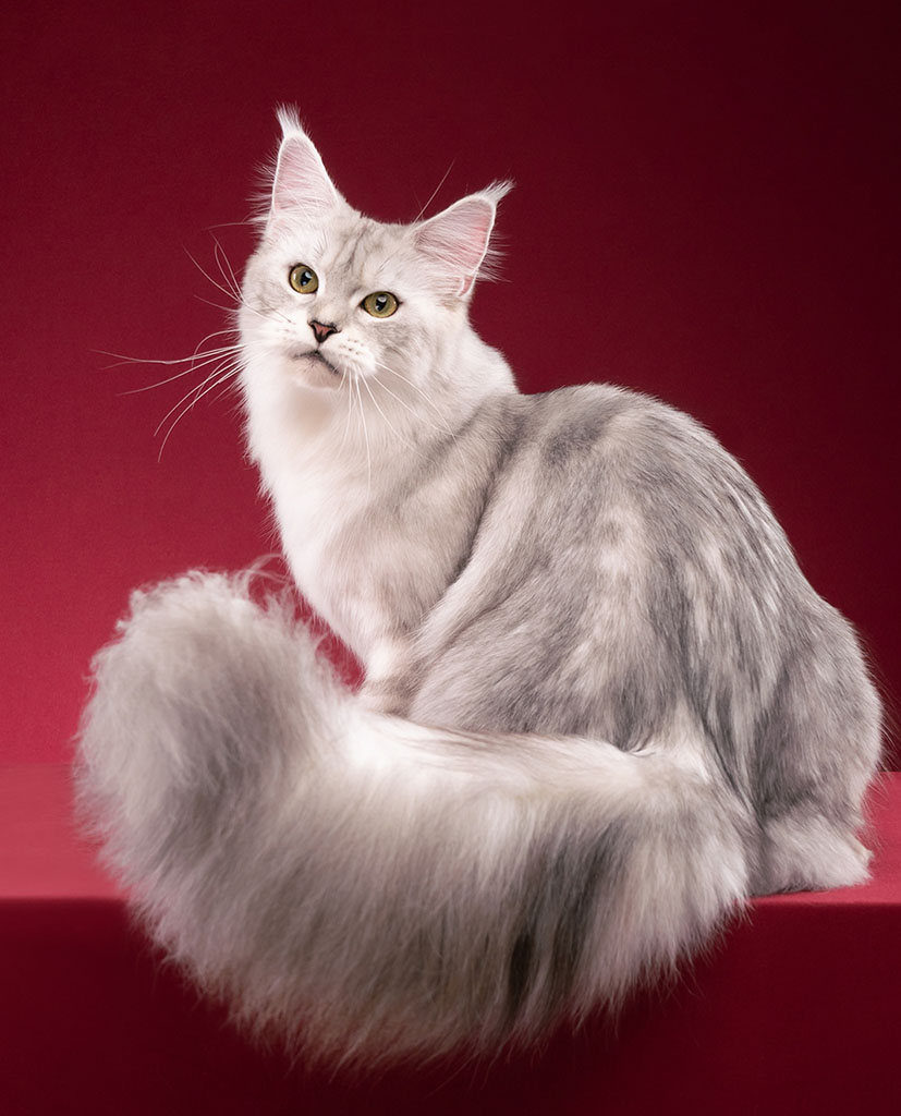 maine coon thailand kittens cats silver bangkok sale