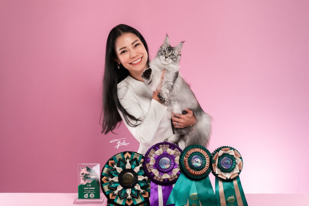 QT Coons Thailand Maine Coon Breeder Kittens for sale 09