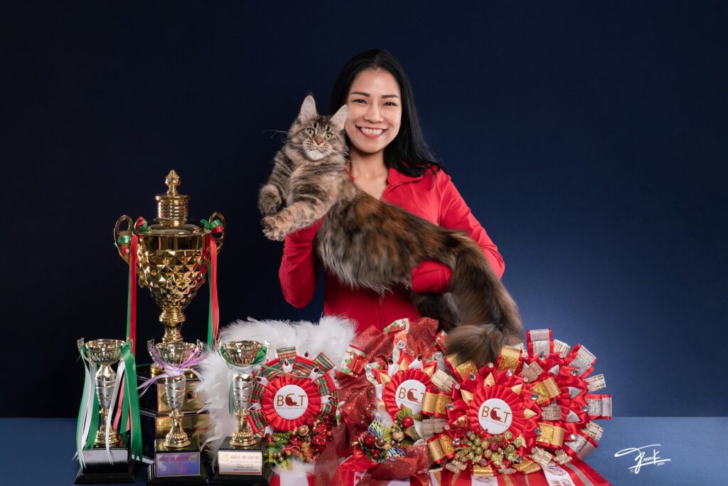 QT Coons Thailand Maine Coon Breeder Kittens for sale 11