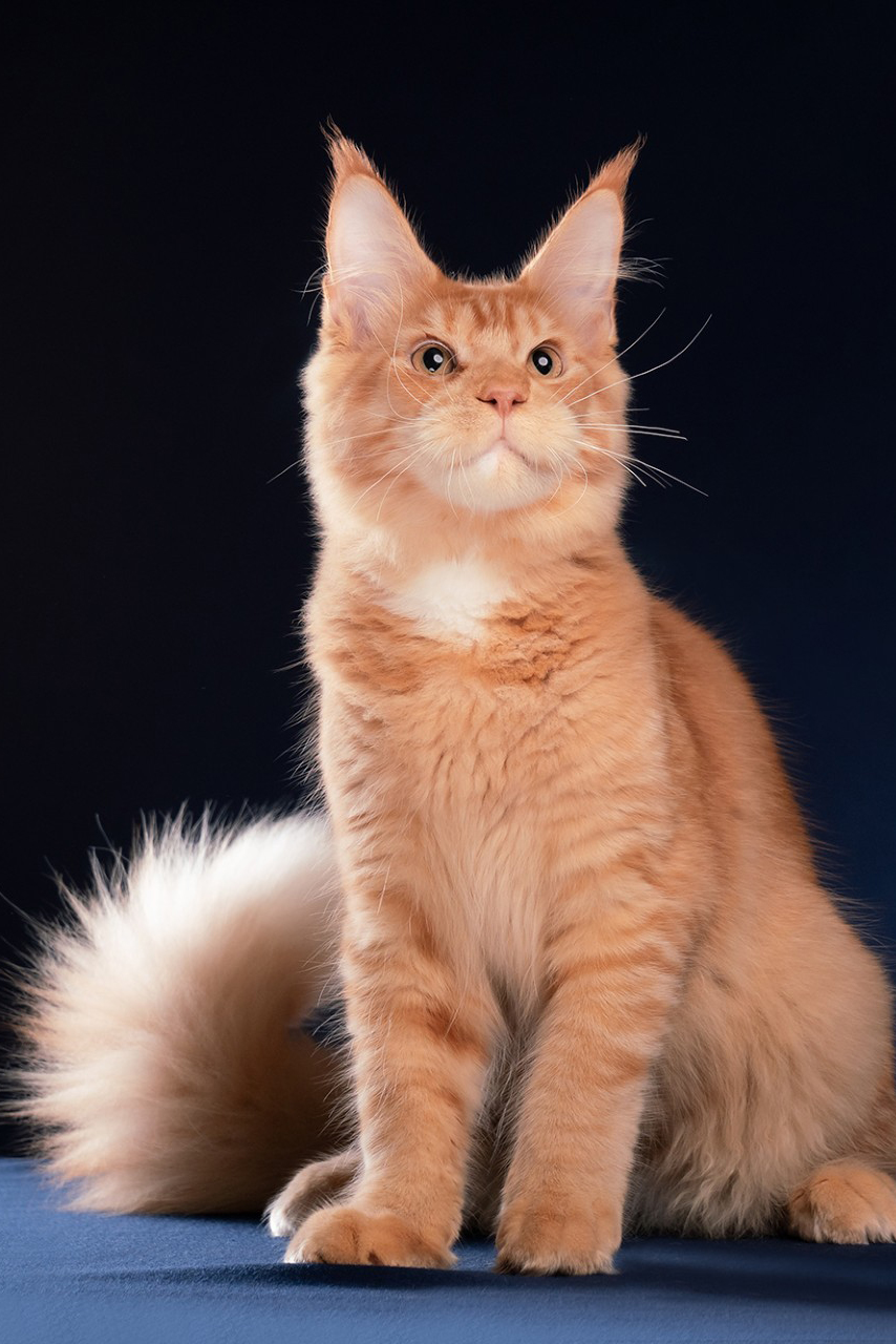 QT Coons Thailand Maine Coon Breeder Kittens for sale 12a