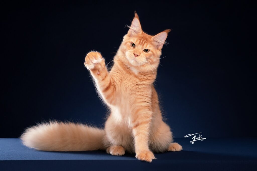 QT Coons Thailand Maine Coon Breeder Kittens for sale 13