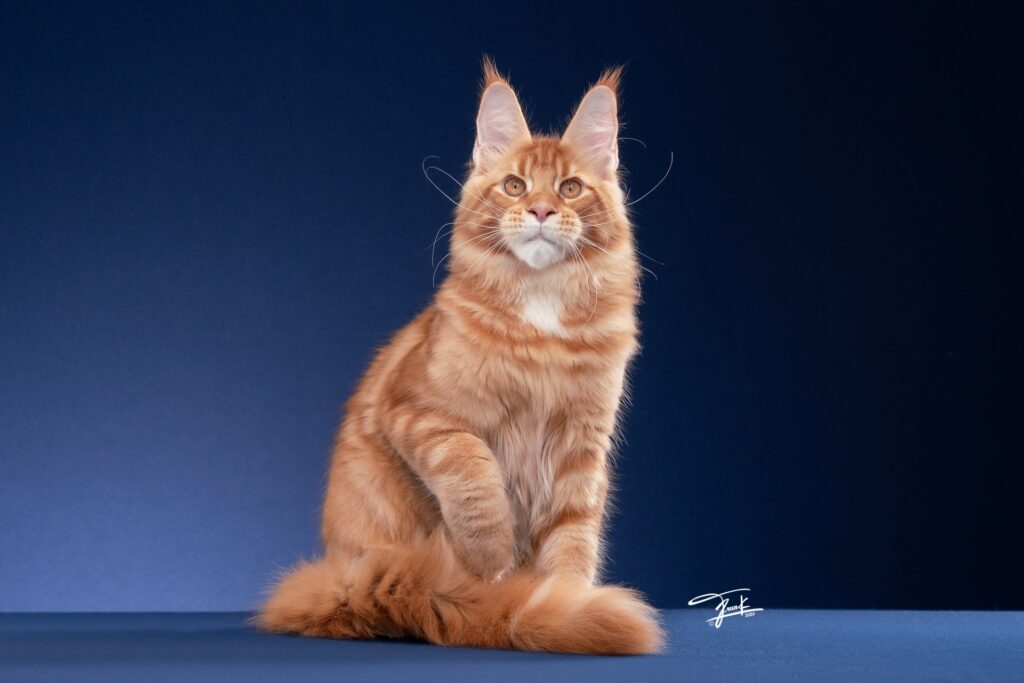 QT Coons Thailand Maine Coon Breeder Kittens for sale 19