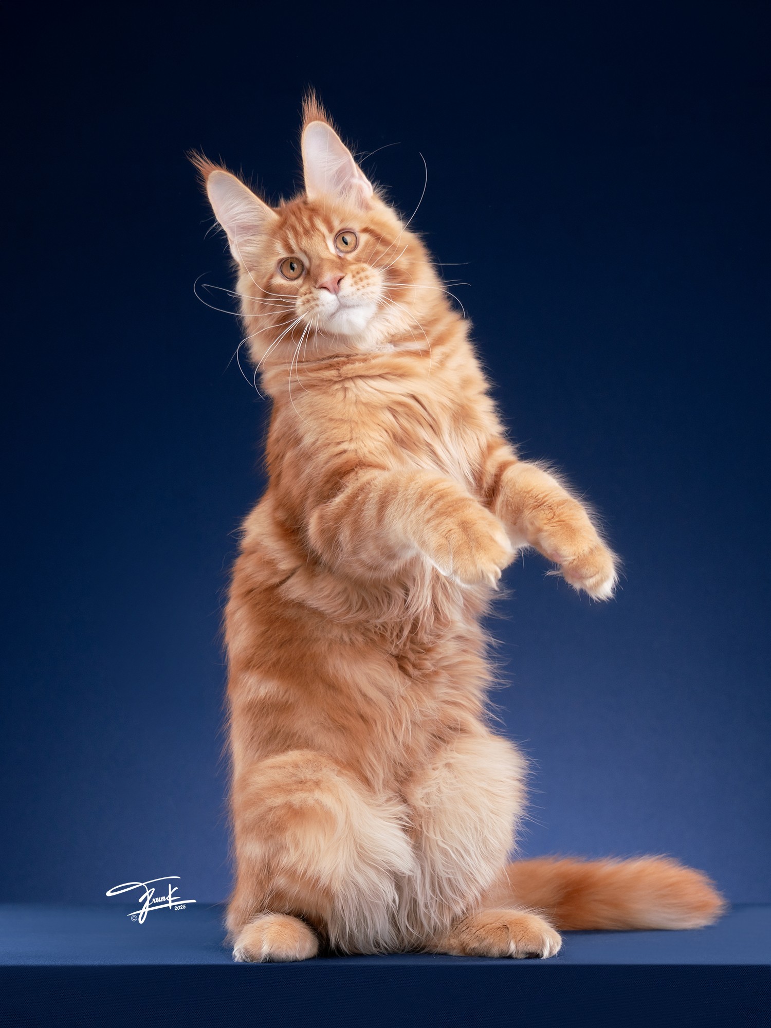 QT Coons Thailand Maine Coon Breeder Kittens for sale 21